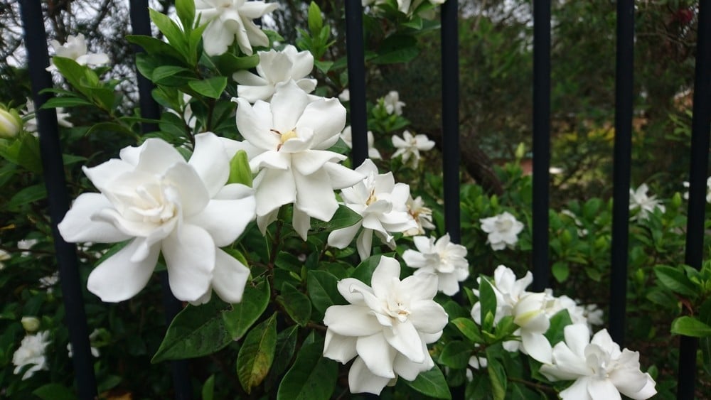 gardenias