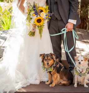 wedding dogs with bride and groom