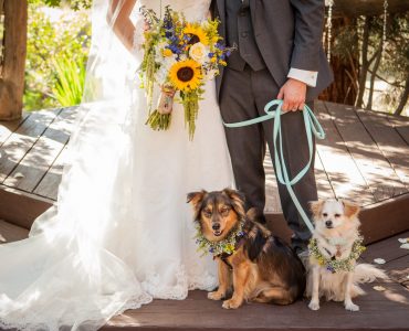 wedding dogs with bride and groom