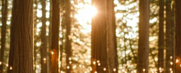 A romantic forest wedding setup with tall trees, soft moss, and sunlight streaming through the canopy, creating a serene and magical atmosphere for an intimate celebration of love.