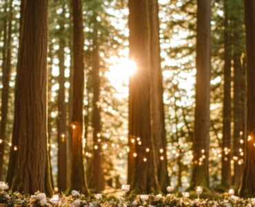 A romantic forest wedding setup with tall trees, soft moss, and sunlight streaming through the canopy, creating a serene and magical atmosphere for an intimate celebration of love.